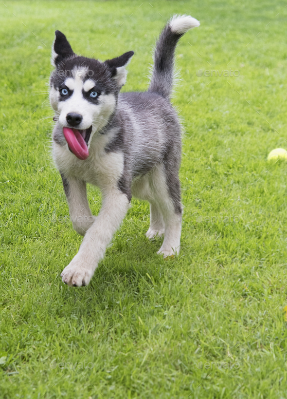 siberian husky puppy play Stock Photo by perutskyy PhotoDune